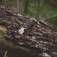 Wilora Wedge – TC4 Titanium EDC Pry Bar - Black Edition