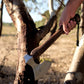 Hand holding a axe against a tree in an outdoor setting