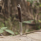 Knife with a wooden handle on a log in a forest setting